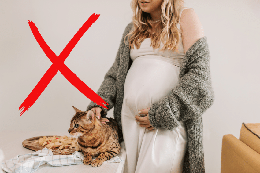 With choosing a good cat sitter in mind, a pregnant woman in a white dress and gray cardigan stands next to a counter. A cat is on the counter near a plate of food. A large red "X" over the image indicates this is not advisable.