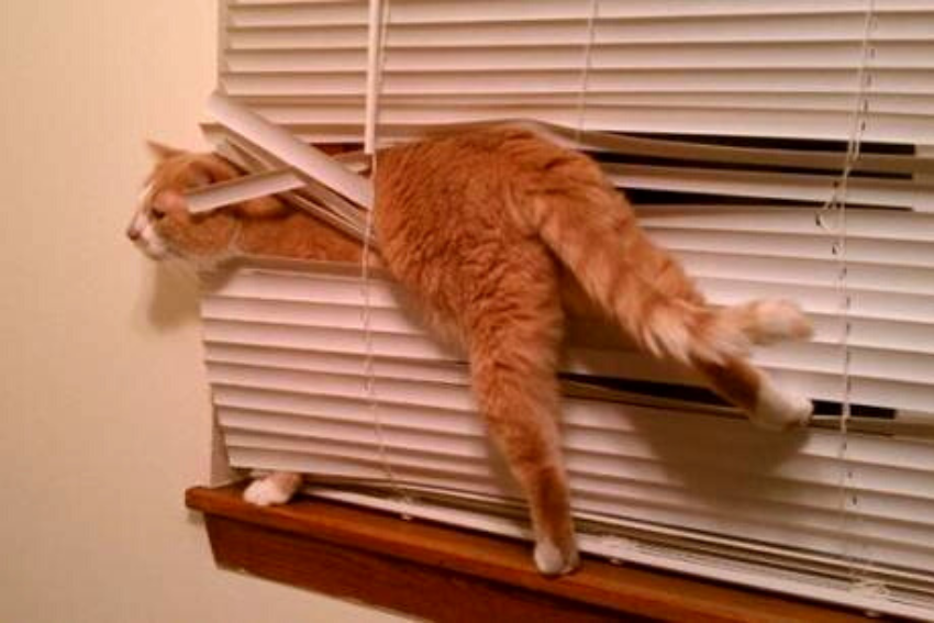 A ginger and white cat is attempting to squeeze through partially open window blinds. Its head and front legs are through the blinds, while its hind legs and tail are still inside, creating a humorous scene—perfectly illustrating why choosing a good Cat Sitter is essential for such curious felines.