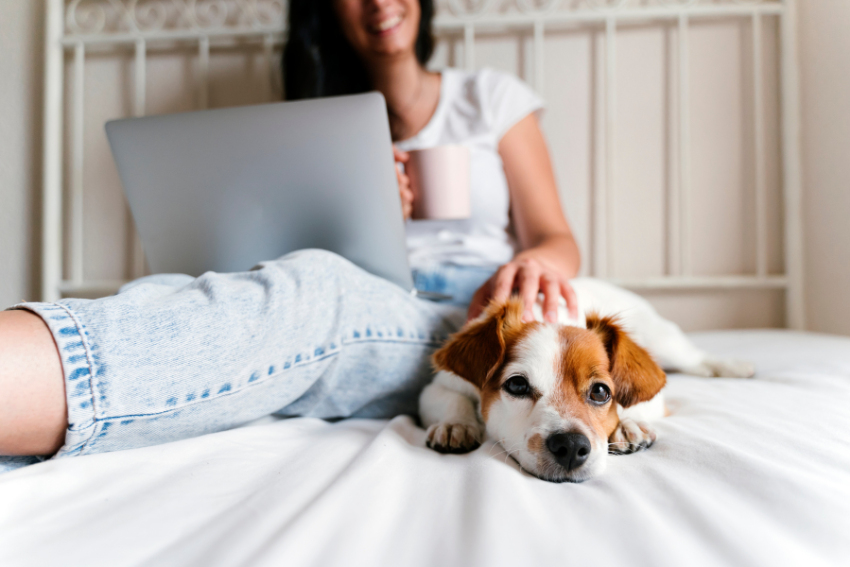dog resting on a pet sitter's bed