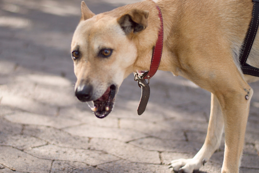 dog with kennel cough