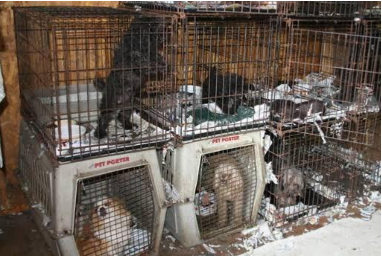 what is stacking? stacking at a dog kennel, dog boarding, dog kennels