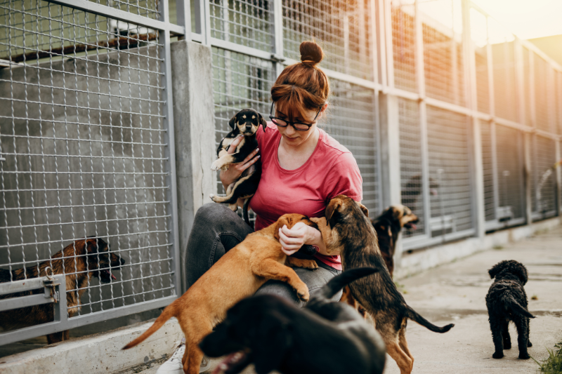 recovering animal hoarder
