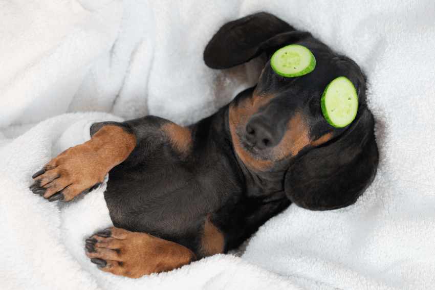 Spoil and Impress: Luxury Treatments for Furry Clients at Home