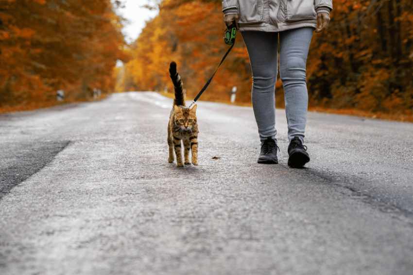 Person walking an energetic Bengal cat on a leash along an empty road surrounded by autumn trees with vibrant orange leaves. The person is wearing grey pants and a light jacket. The cat, with its black and brown striped pattern, is looking ahead—it's definitely the right breed for such adventures.