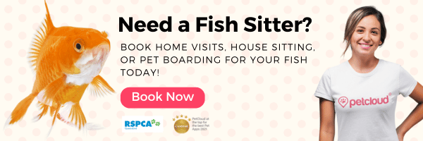 A promotional banner showcases a goldfish and a smiling woman in a "petcloud" t-shirt. Text reads: "Need a Fish Sitter? Book home visits, house sitting, or pet boarding for your fish today!" Discover our fish care guide. Includes "Book Now" button and "RSPCA" and "PetCloud" logos.