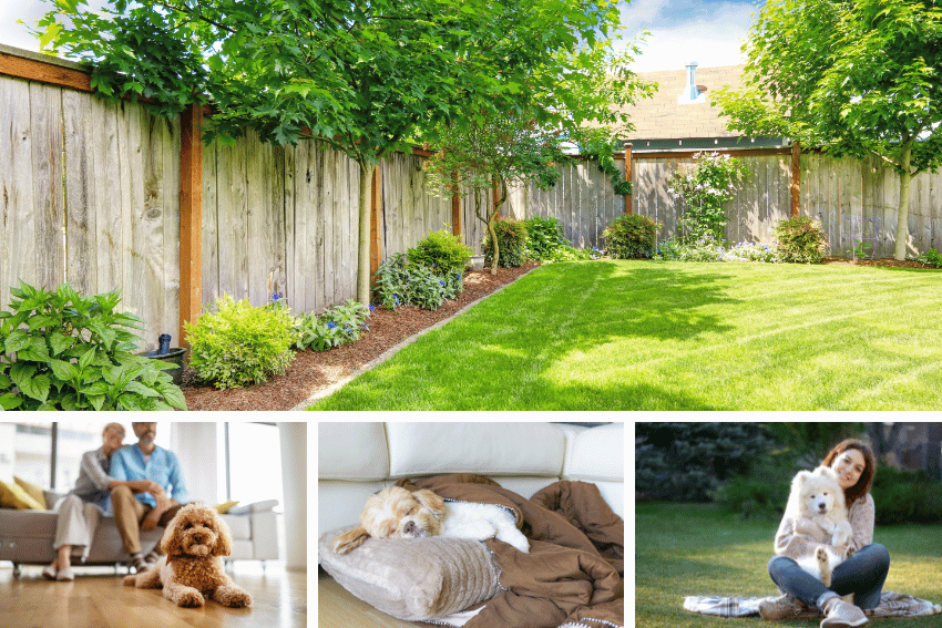 A lush backyard with a wooden fence and trees. Below are three images: a couple with a fluffy dog indoors, a small dog resting on a couch, and someone from the best dog boarding in Sydney holding a dog outdoors on grass.
