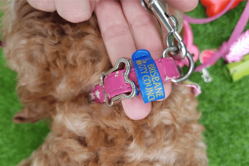 A hand holds the collar of a brown curly-haired dog. The pink collar with a silver clip and blue "BRISBANE CITY COUNCIL" tag suggests this pup’s owner knows how to register your dog in Brisbane. Green grass and some pink items fill the background.