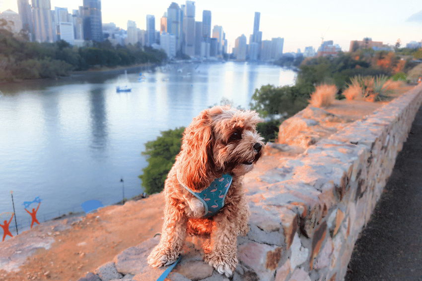 A small brown curly-haired dog in a teal harness sits on a stone wall overlooking a river, city skyline, and trees at sunset—perfect for those wondering how to register your dog in Brisbane for city adventures.