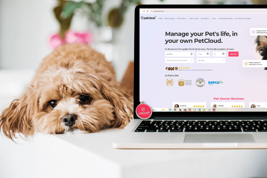 A fluffy brown and white dog rests its head on a white surface next to a laptop displaying the PetCloud website, where you can learn how to register your dog in Brisbane and manage all your pet services easily.