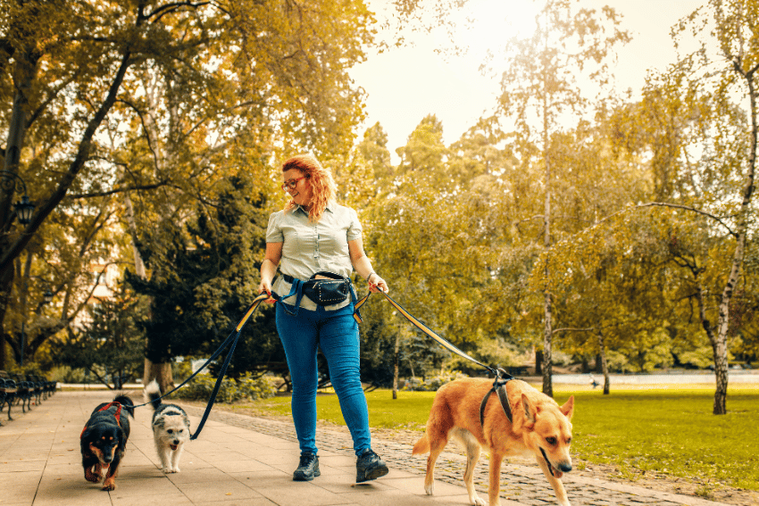 A woman with red hair walks three dogs on leashes along a tree-lined park path on a sunny day, staying alert and mindful of how to break up a dog fight, surrounded by lush green foliage.
