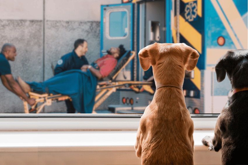 Two pets look out a window as paramedics load a person on a stretcher into an ambulance outside. The scene suggests concern or curiosity from the pets as they watch the emergency responders work, highlighting the need for pets in crisis planning.