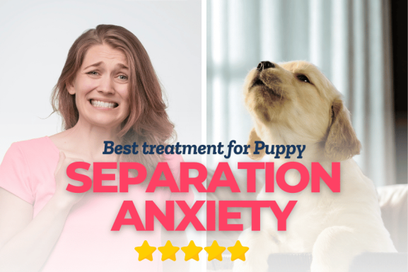 A worried woman and her sad puppy sit side by side. Text over the image reads “Best treatment for Puppy separation anxiety” with five yellow stars underneath, highlighting top-rated support for your pup’s separation struggles.