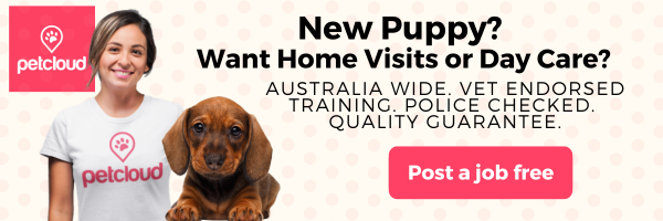 A smiling woman in a "petcloud" shirt stands beside a brown dachshund puppy. Text offers home visits or day care to help with puppy separation anxiety in Australia, with a "Post a job free" button.