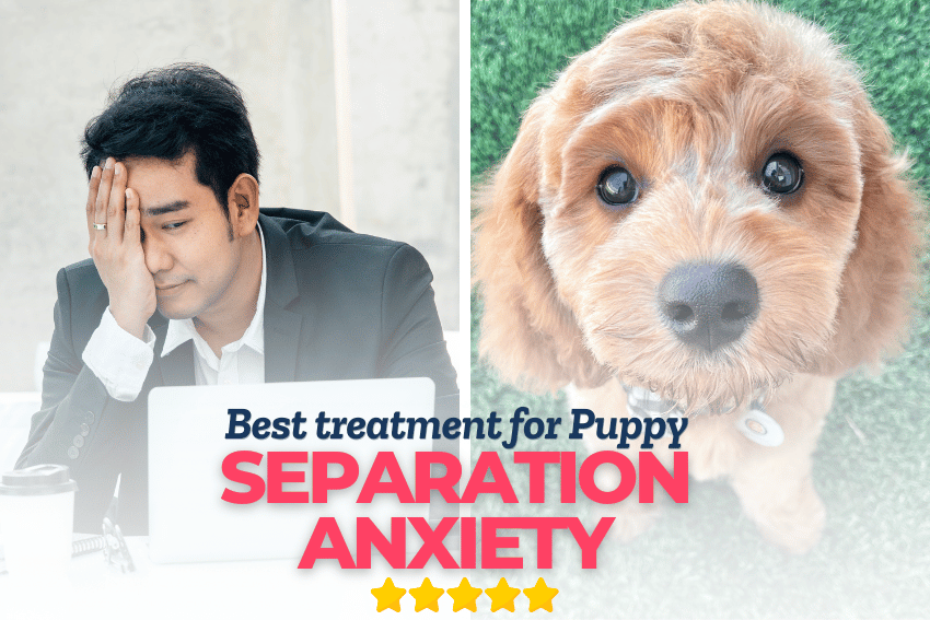 Split image: On the left, a worried man in a suit sits by a laptop with his hand on his face. On the right, a puppy looks up at the camera. Text reads: "how to fix puppy separation anxiety" with five stars.
