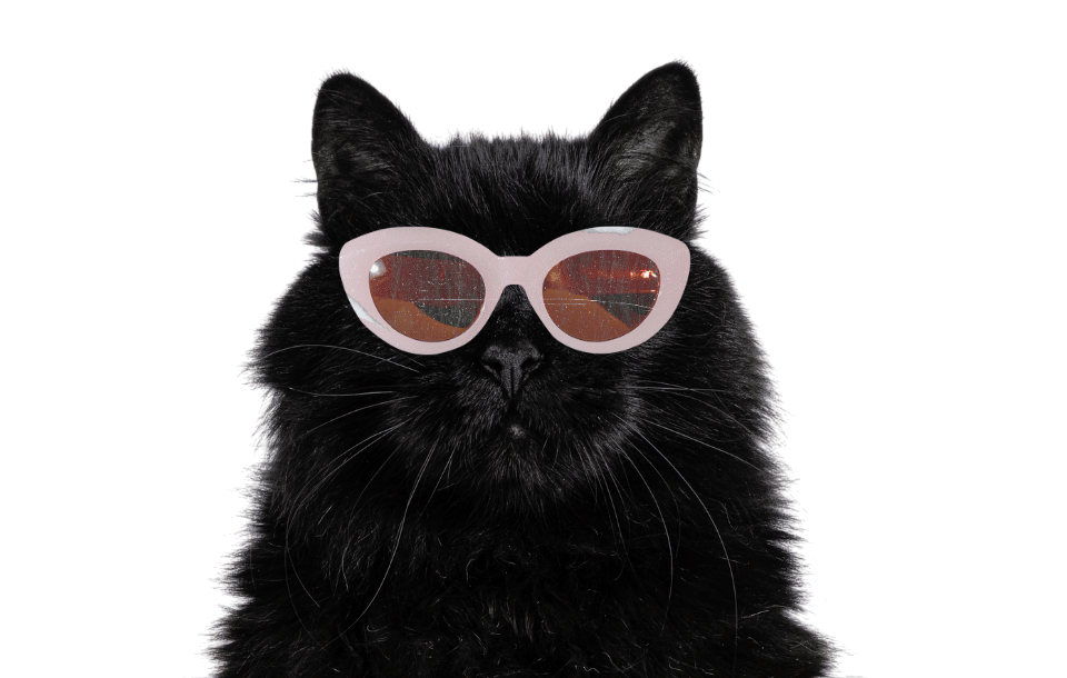 Cat with glasses